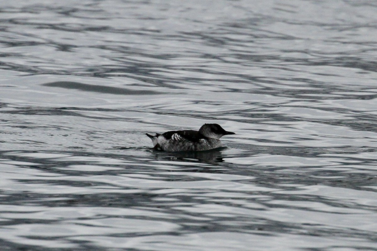 Black Guillemot - ML645577021