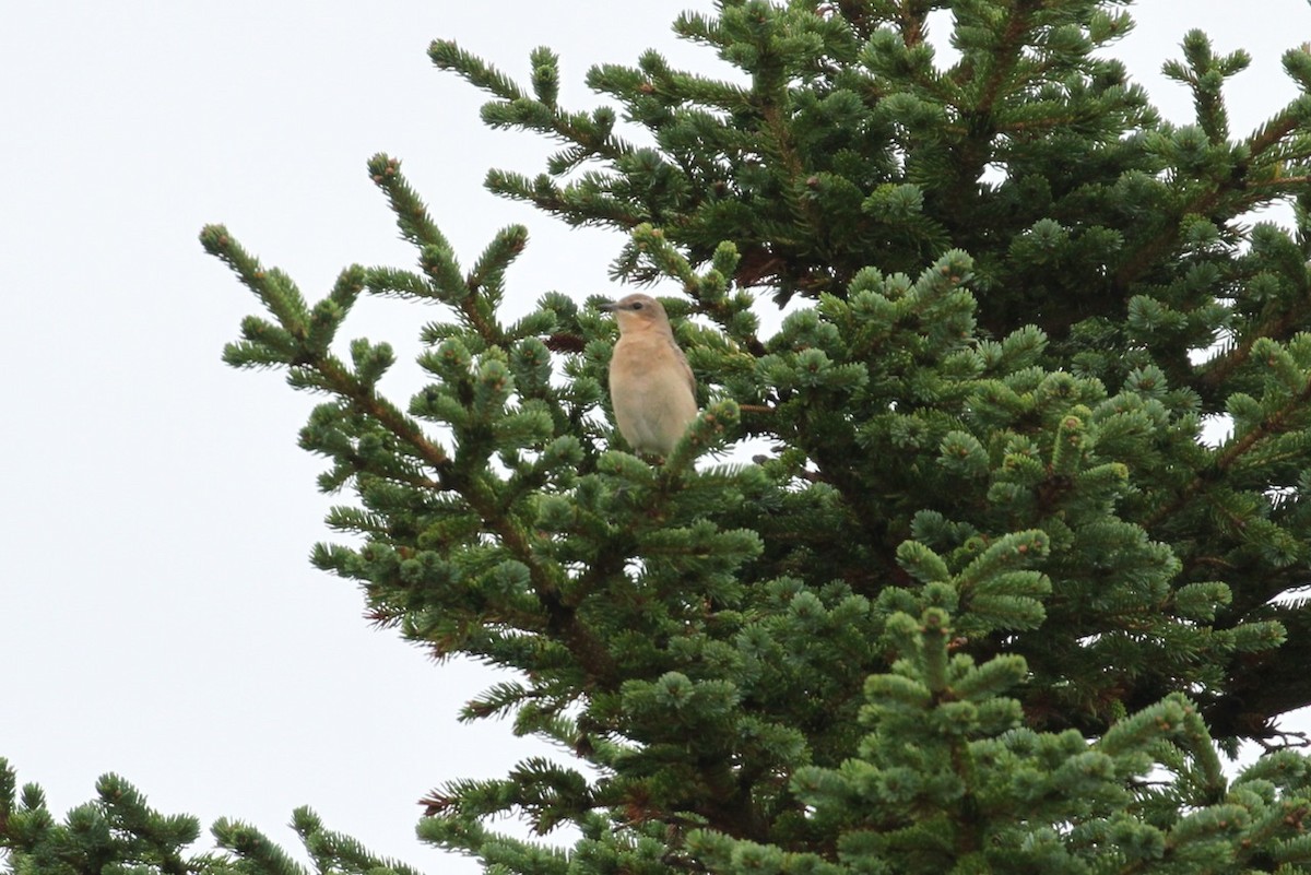 Northern Wheatear - ML645577030
