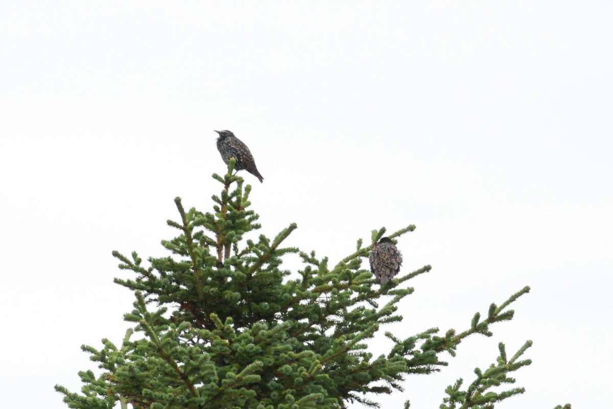 European Starling - ML645577032