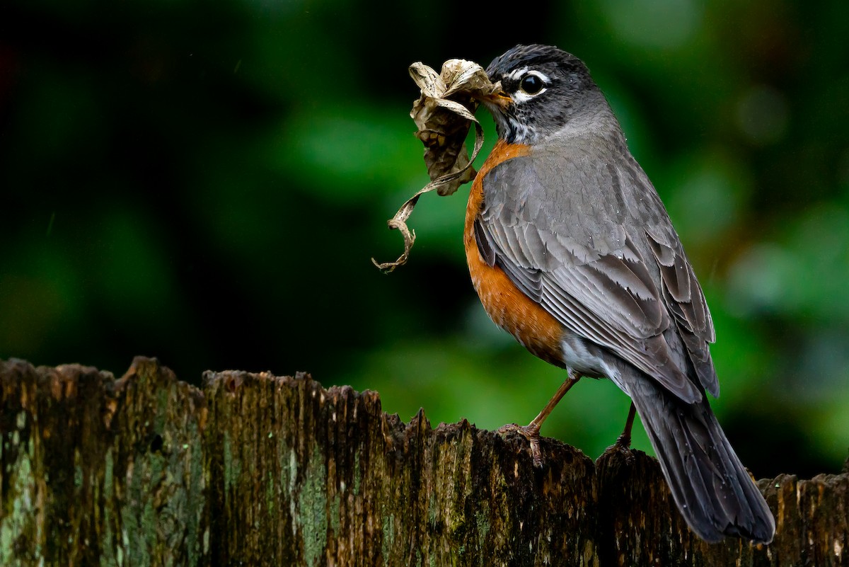 American Robin - ML645577035