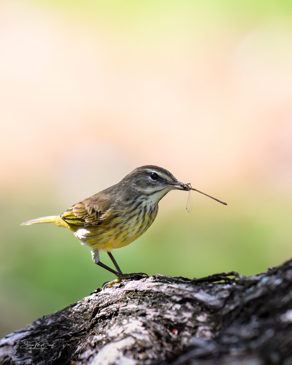 Palm Warbler - ML645577038