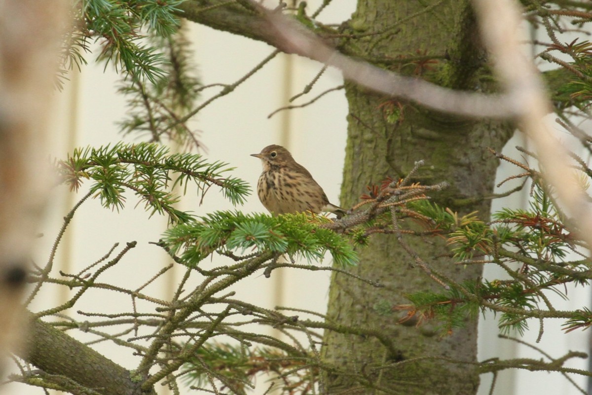 Meadow Pipit - ML645577039