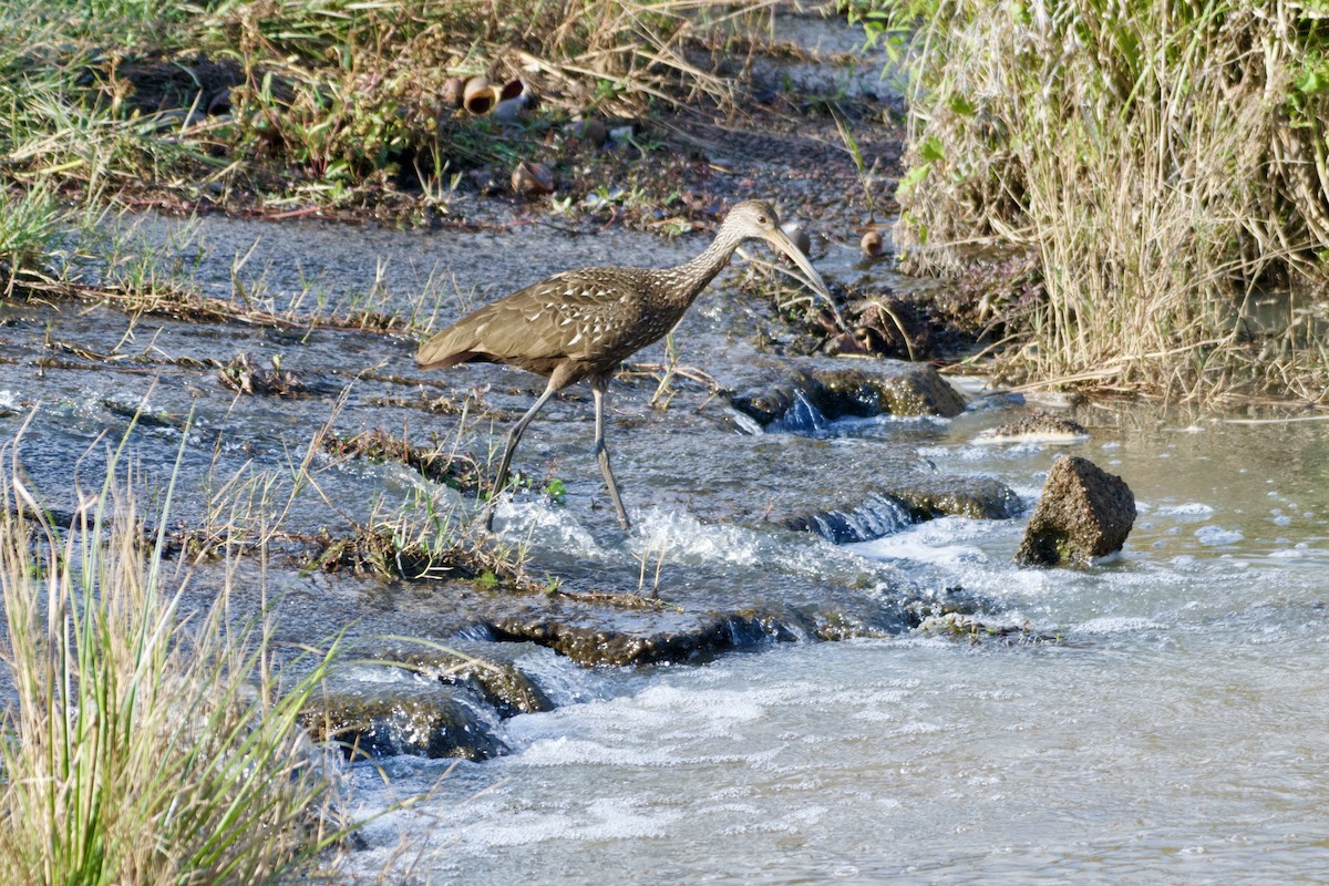 Limpkin - ML645577044