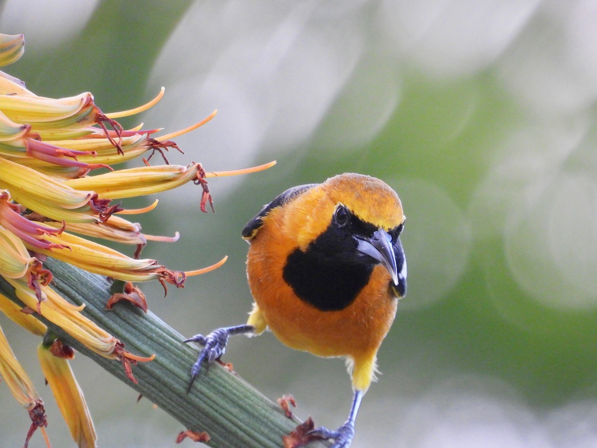 Hooded Oriole - ML645577045