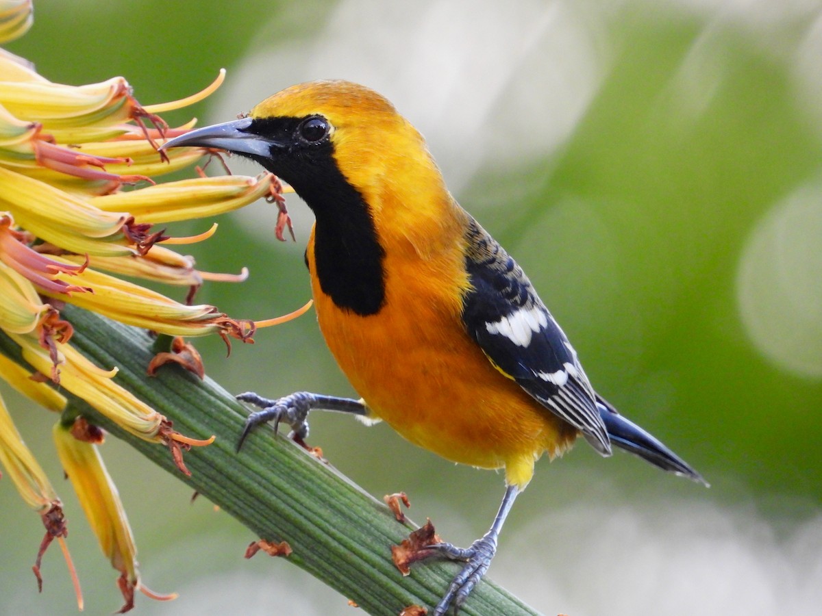 Hooded Oriole - ML645577046