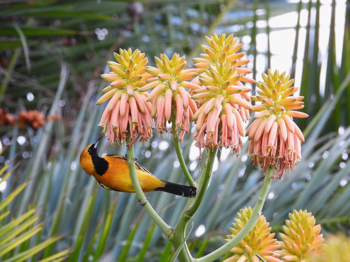 Hooded Oriole - ML645577047