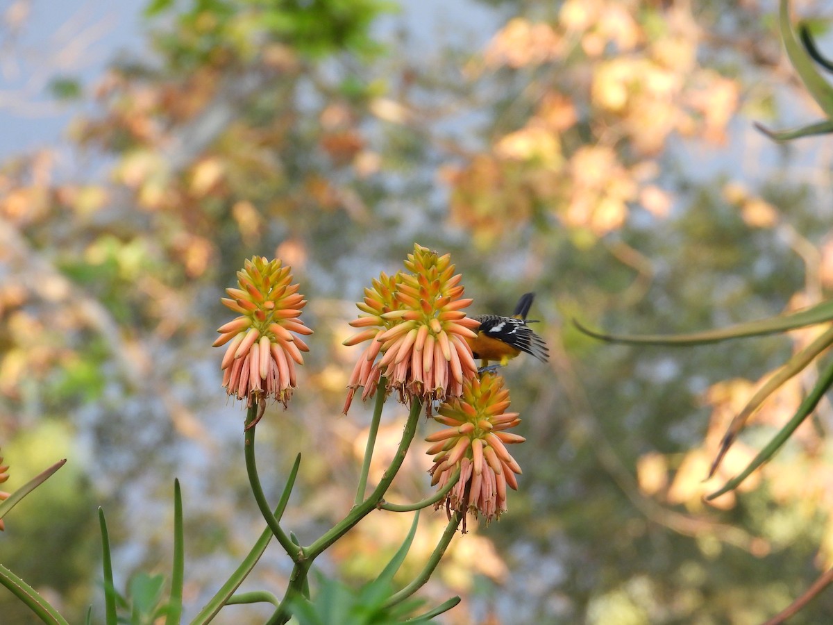 Hooded Oriole - ML645577048