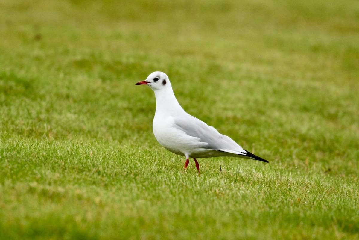Black-headed Gull - ML645577049