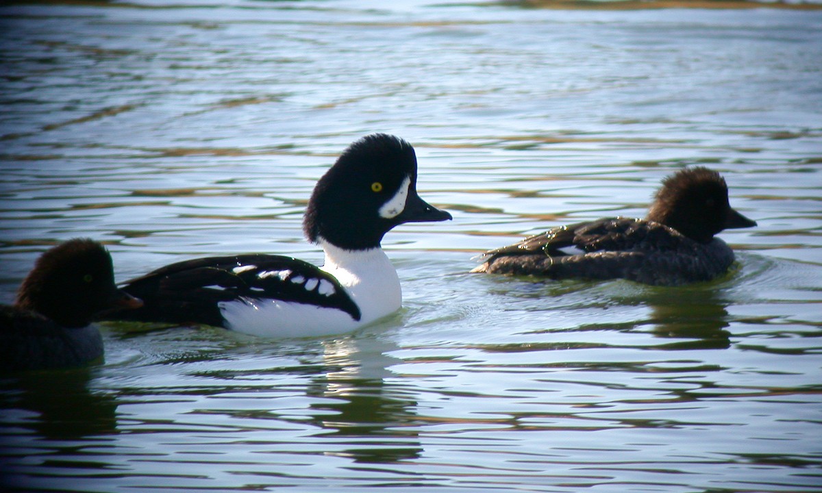 Barrow's Goldeneye - ML645577050