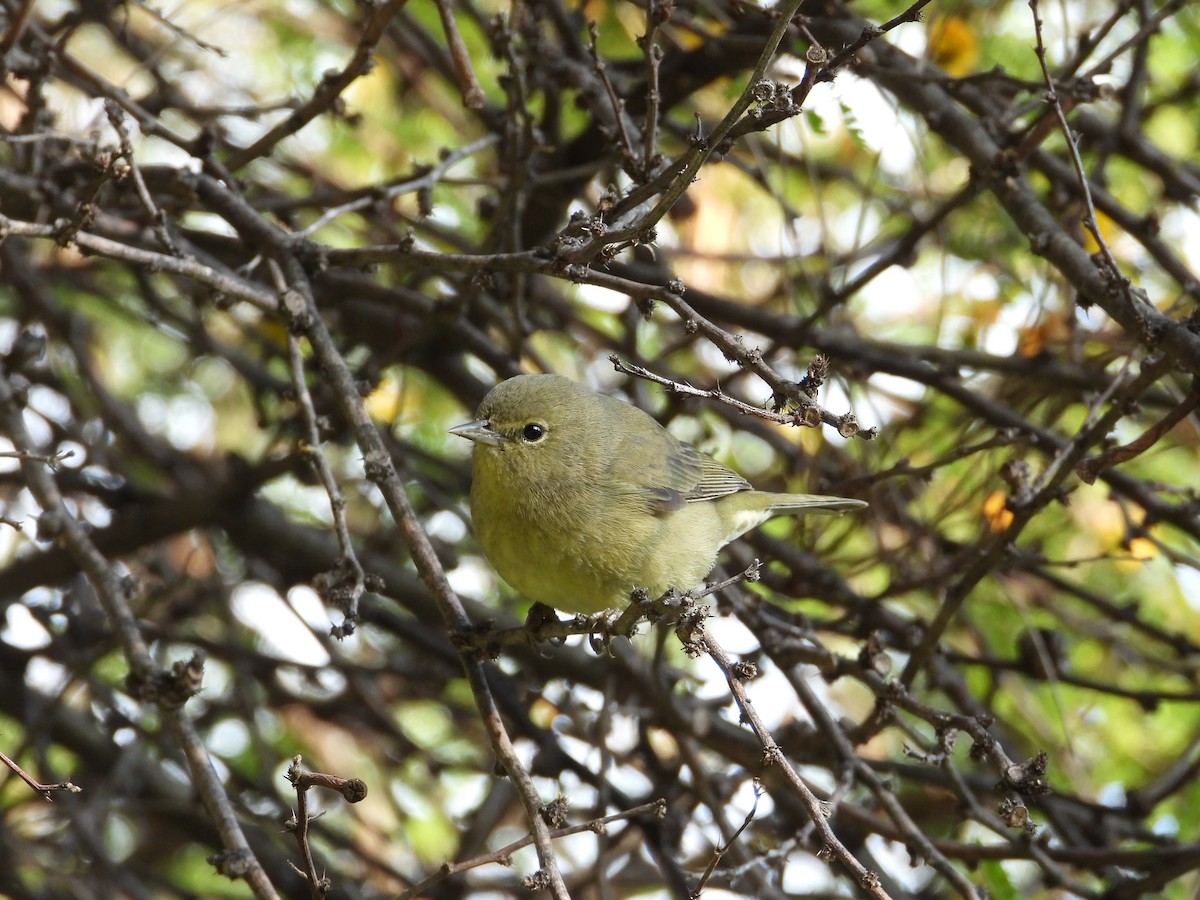 Orange-crowned Warbler - ML645577068