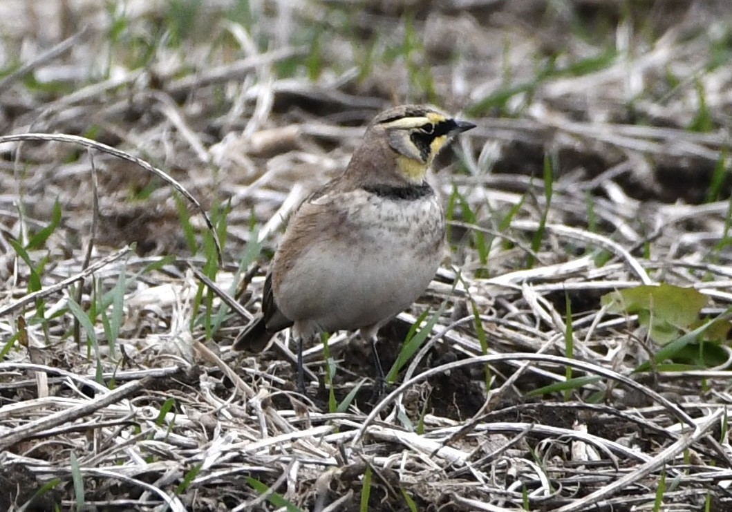 Alondra Cornuda - ML645577069