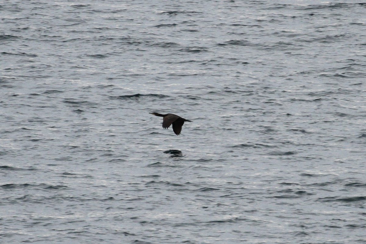 European Shag - ML645577070