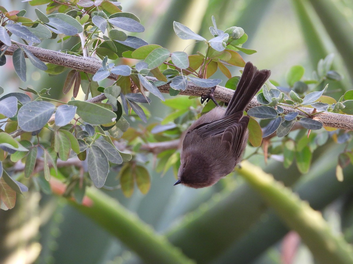 Bushtit - ML645577071