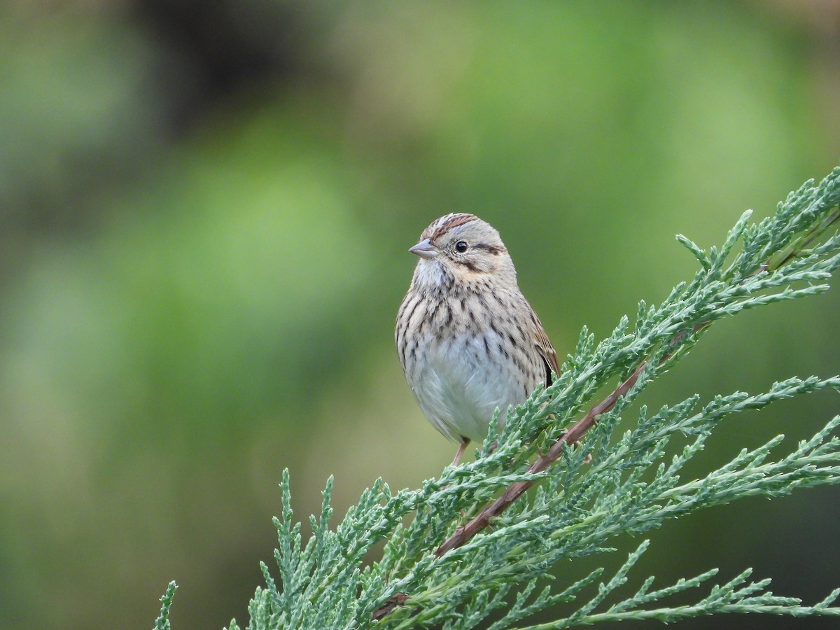 Lincoln's Sparrow - ML645577080
