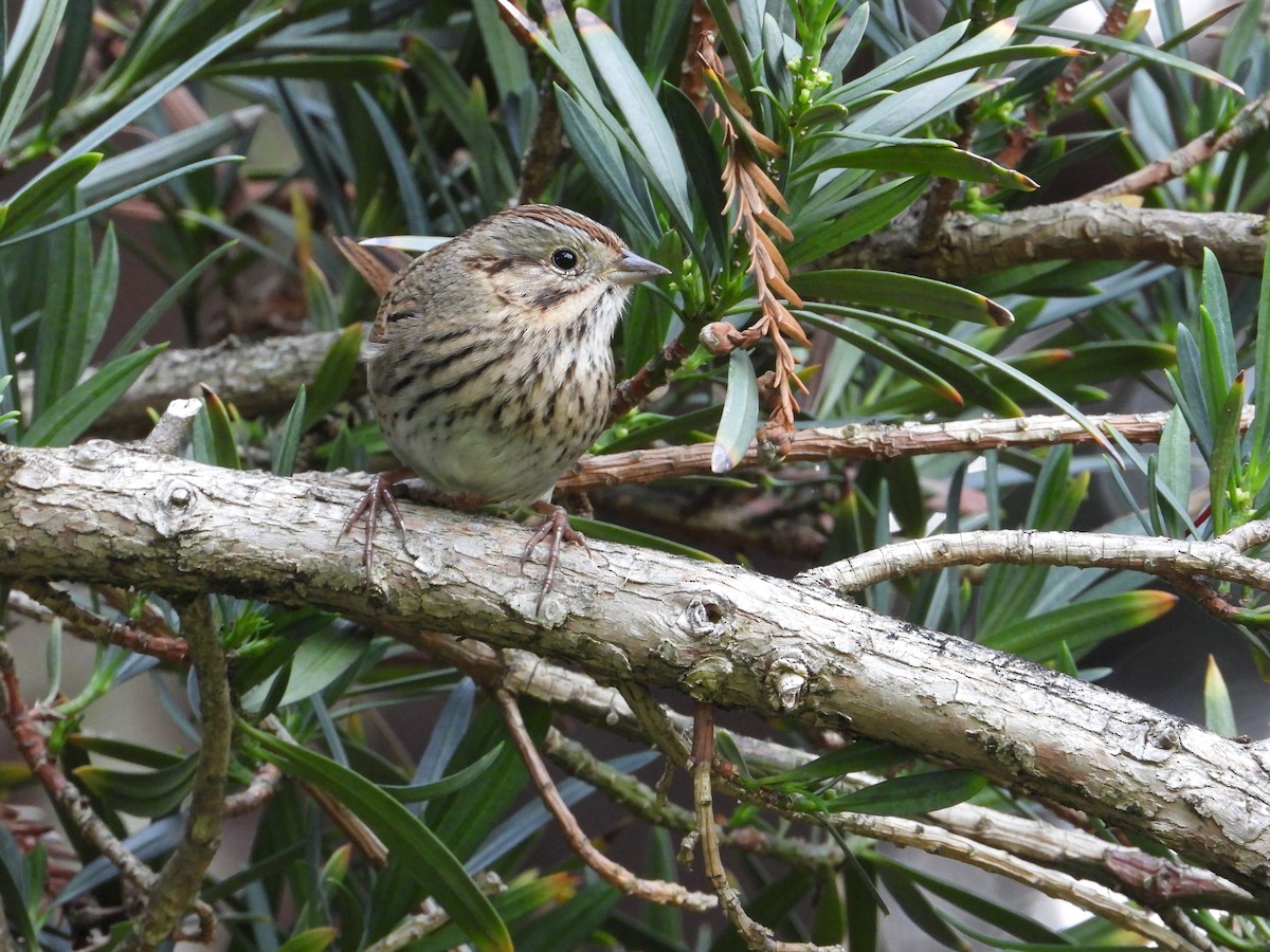 Lincoln's Sparrow - ML645577081