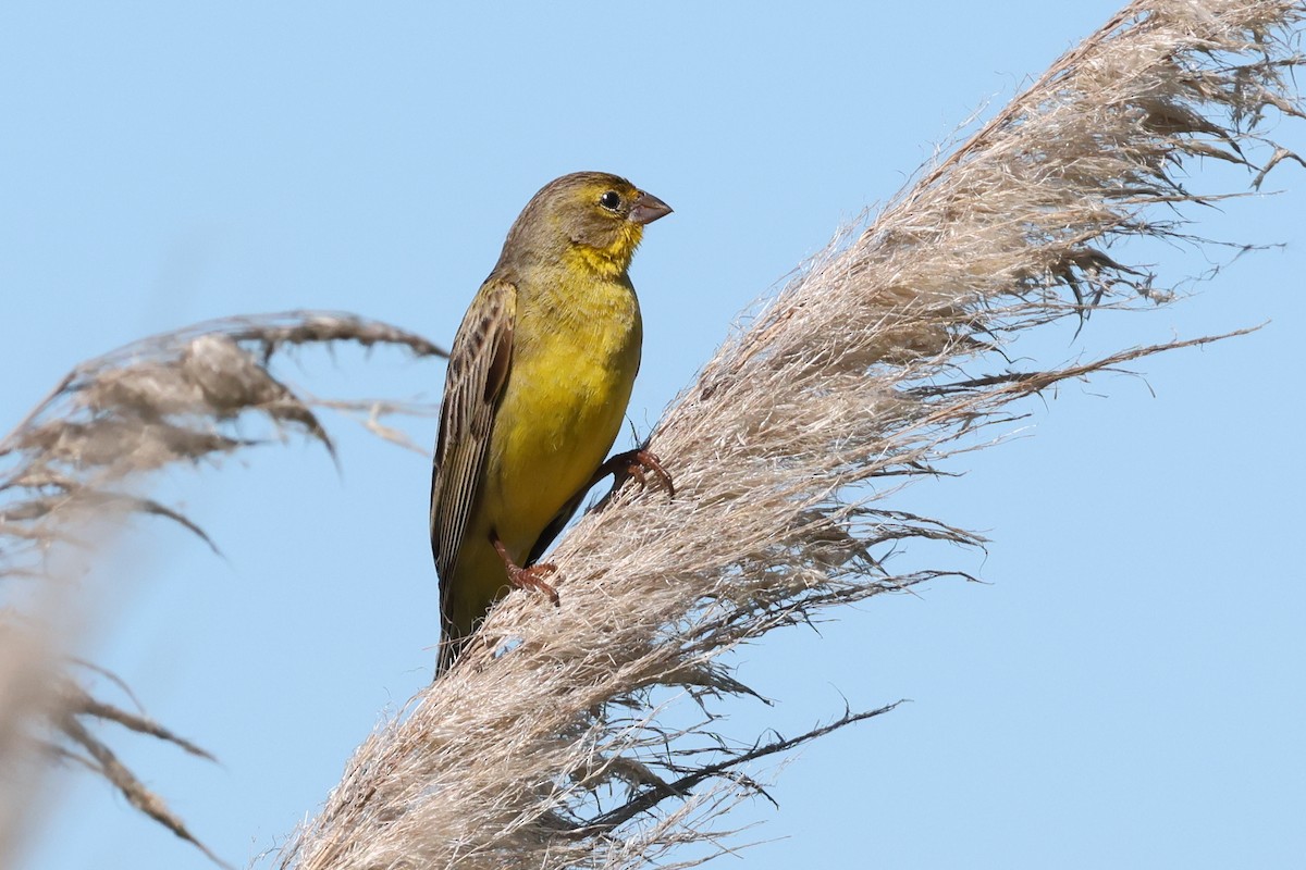 Grassland Yellow-Finch - ML645577087