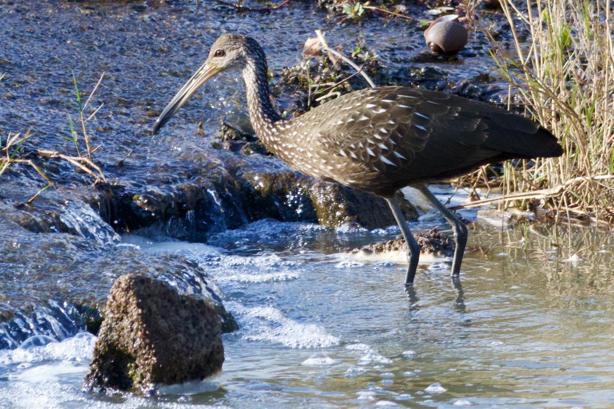 Limpkin - ML645577090