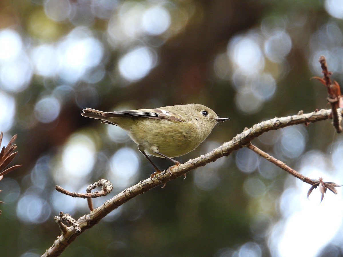 Ruby-crowned Kinglet - ML645577091