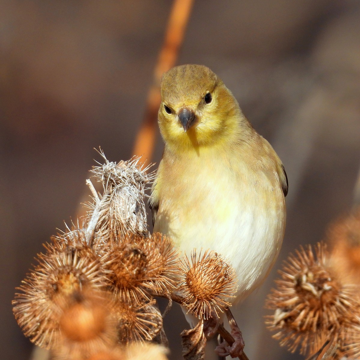 American Goldfinch - ML645577095