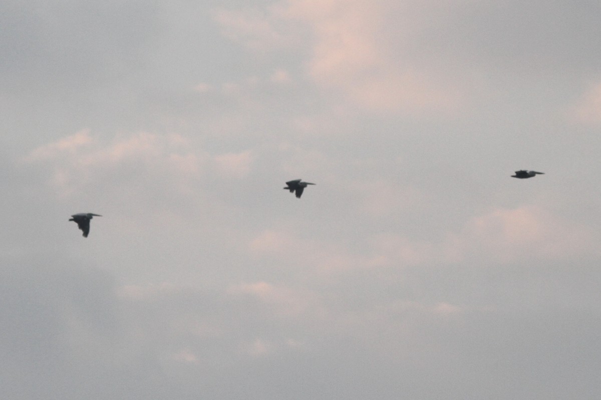 Pelikano tantoduna - ML645577100