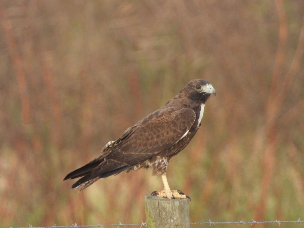 Red-tailed Hawk (Harlan's) - ML645577111