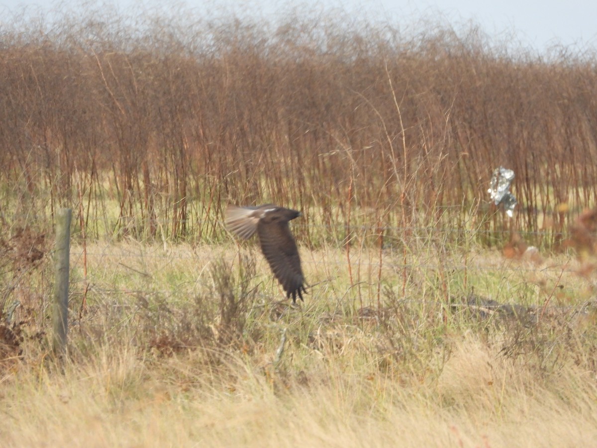 Red-tailed Hawk (Harlan's) - ML645577118