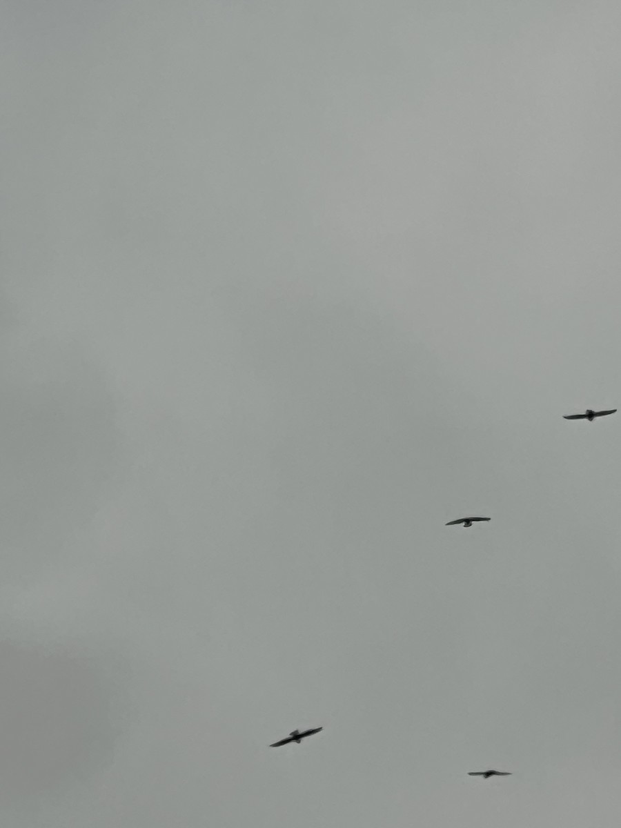 White-throated Needletail - ML645577126