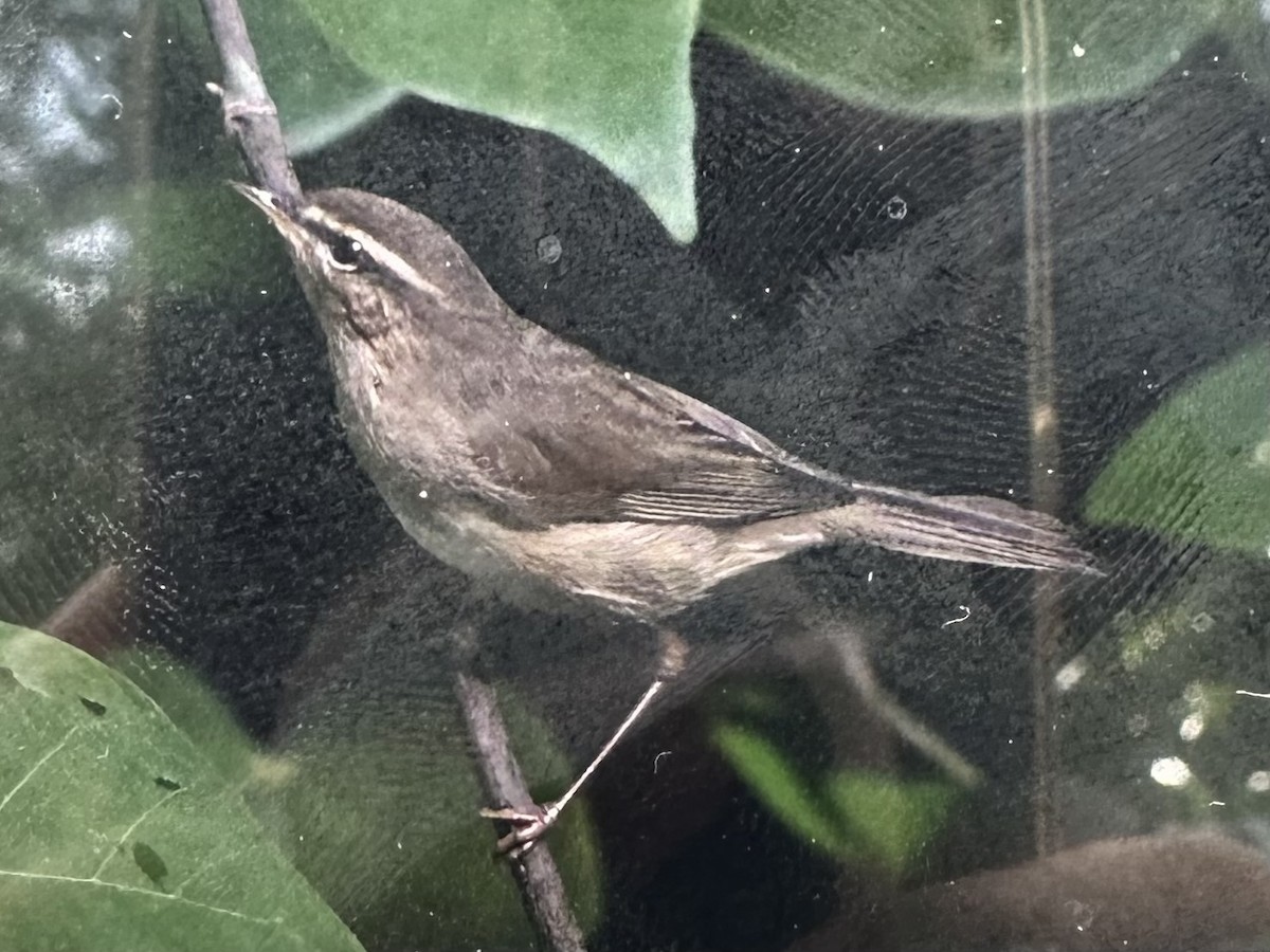 brunsanger - ML645577127