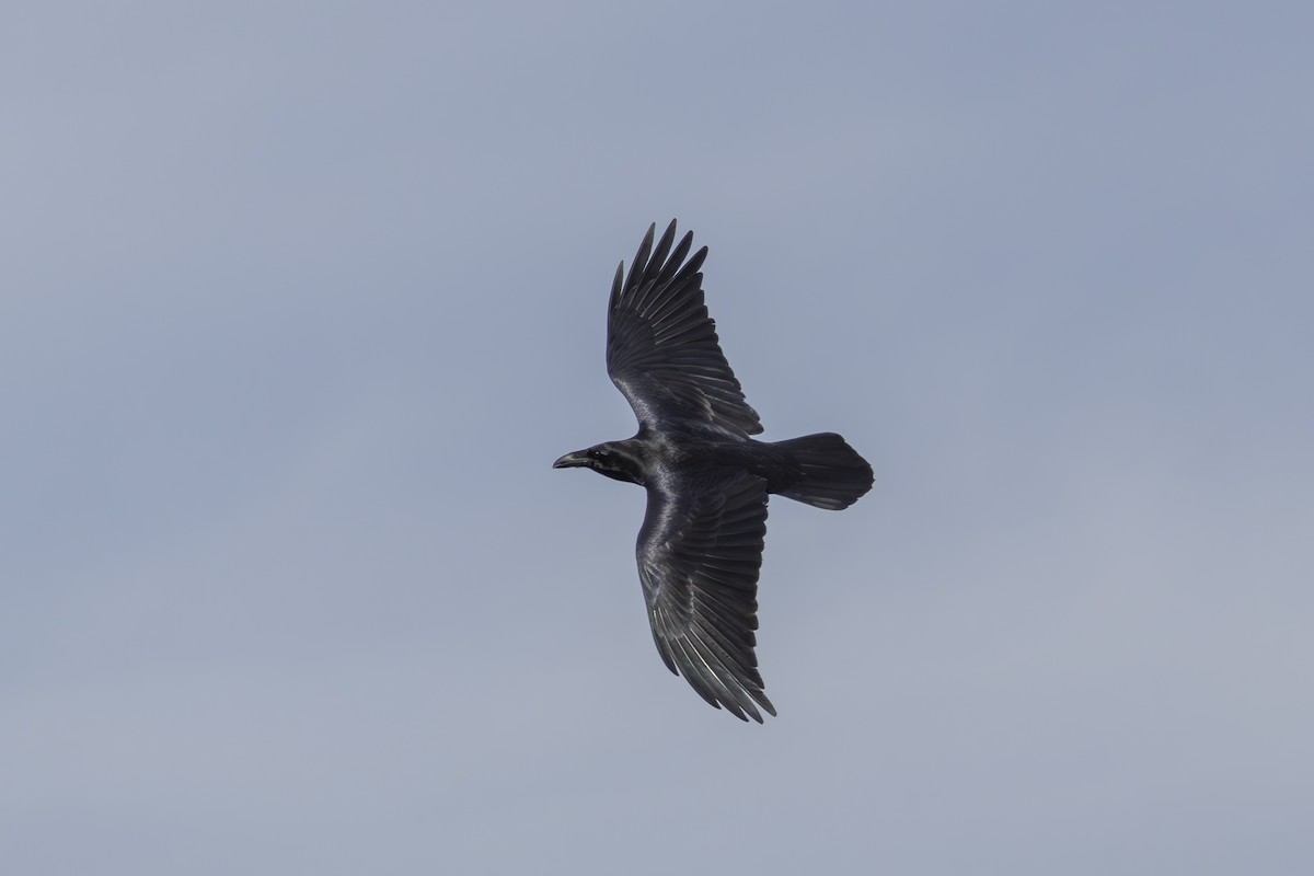 עורב שחור - ML645577129