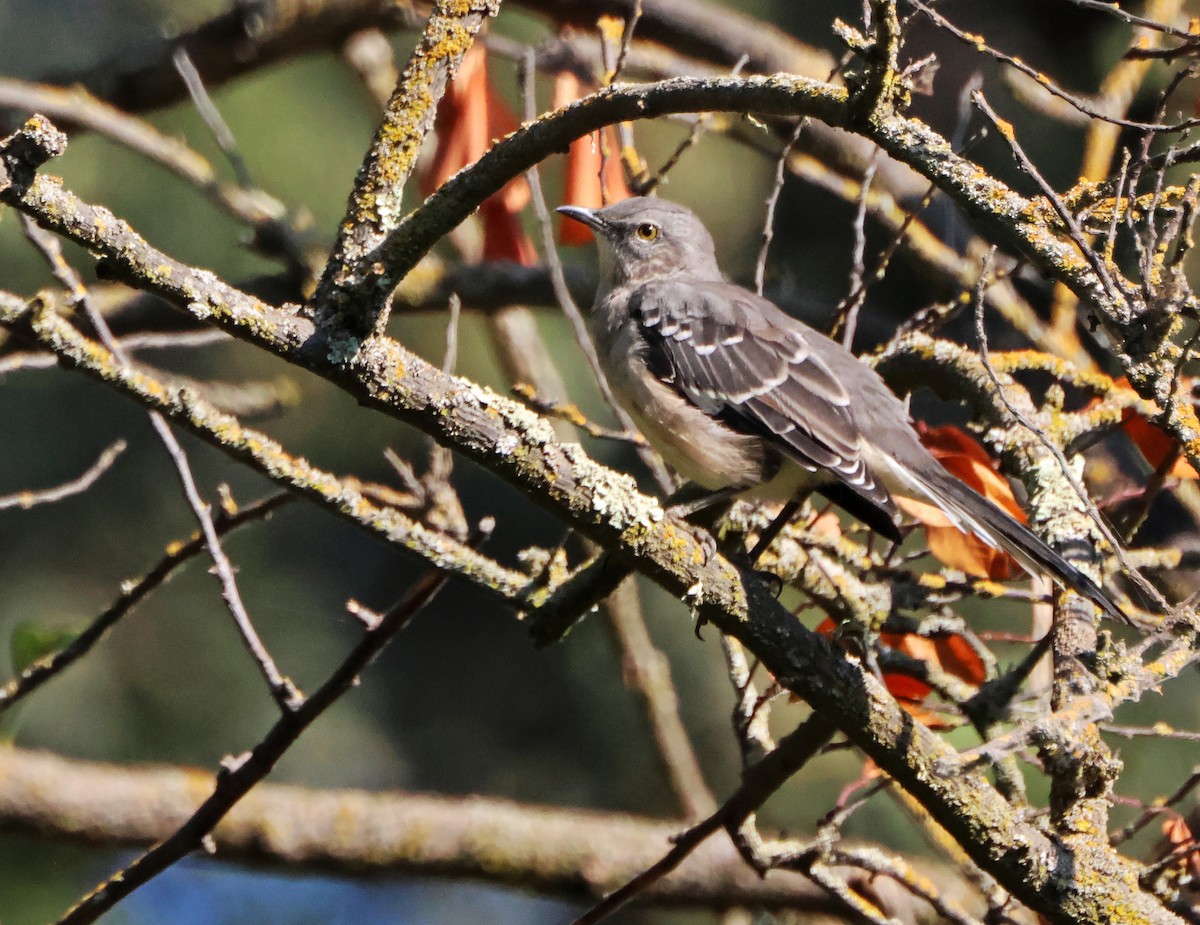 Northern Mockingbird - ML645577130