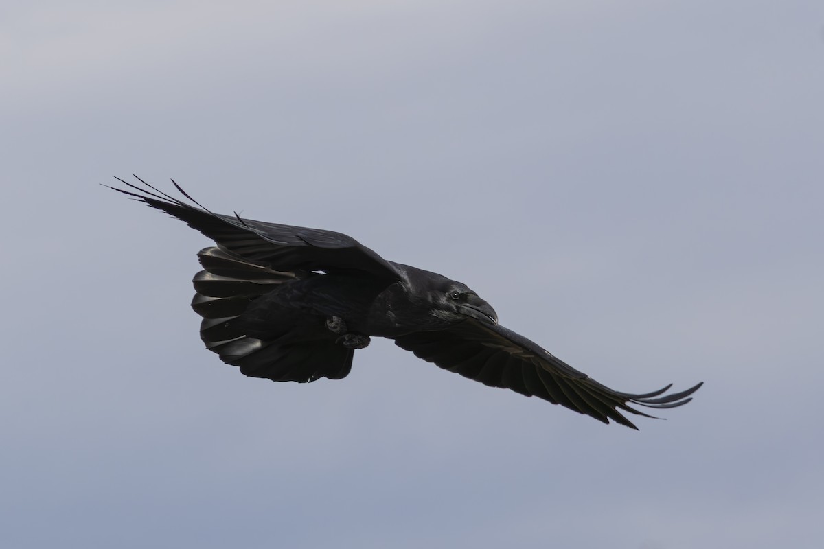 עורב שחור - ML645577133