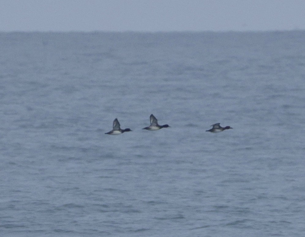 Lesser Scaup - ML645577134