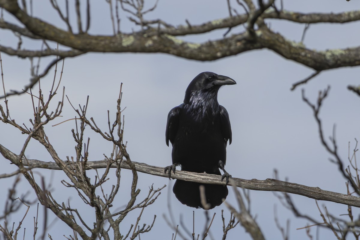עורב שחור - ML645577135