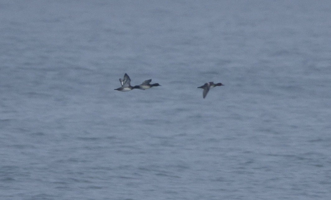 Lesser Scaup - ML645577136