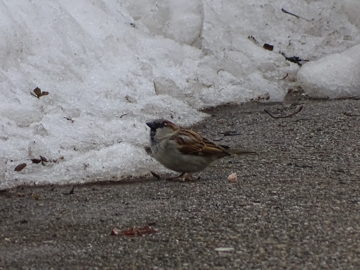 דרור הבית - ML645577145