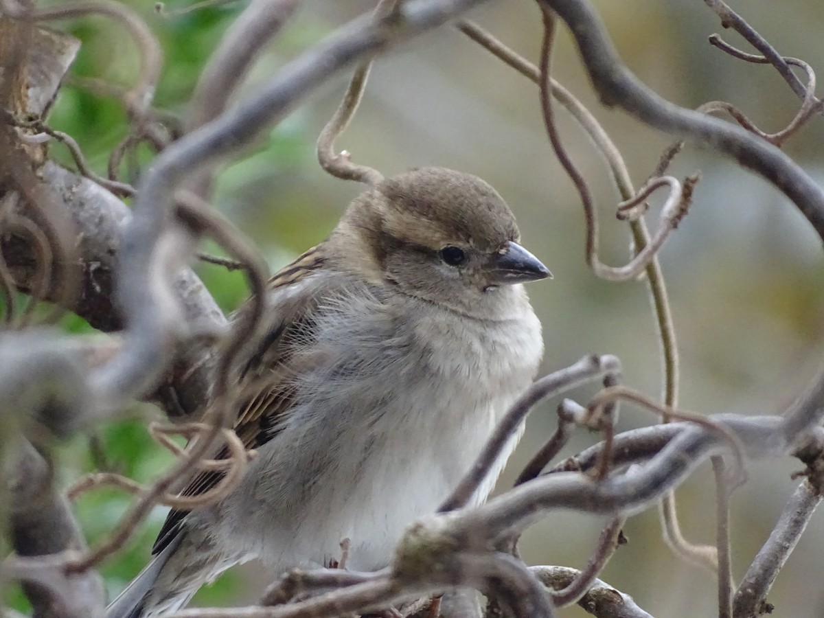 דרור הבית - ML645577146