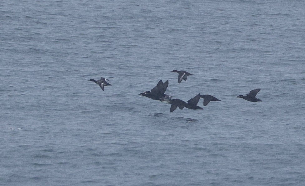 Lesser Scaup - ML645577147