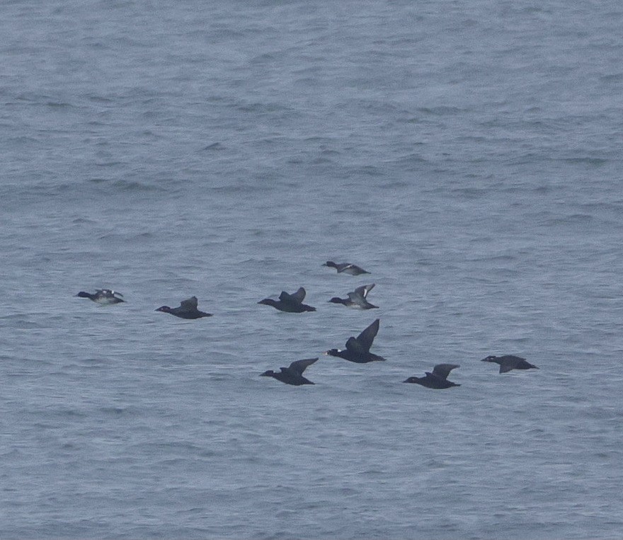 Lesser Scaup - ML645577148