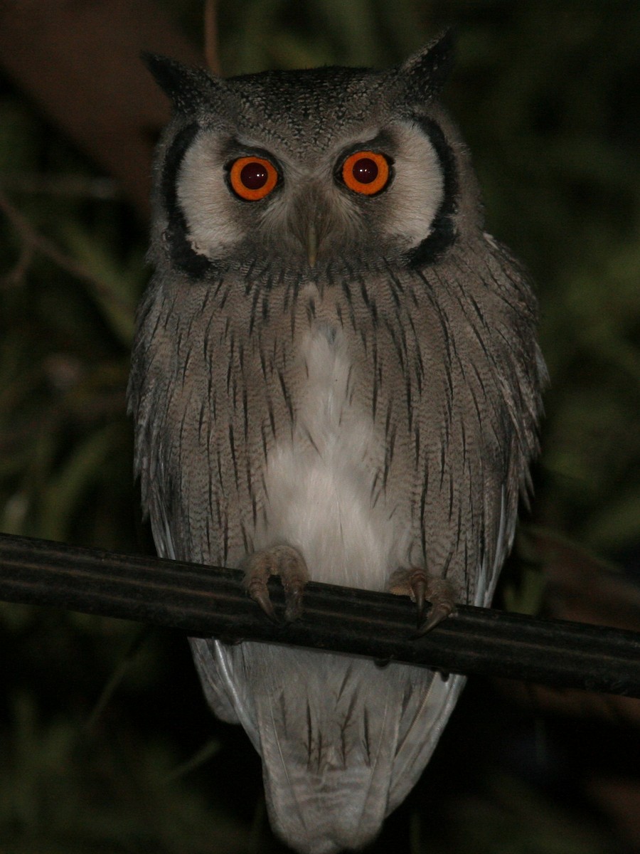 Southern White-faced Owl - ML645577150