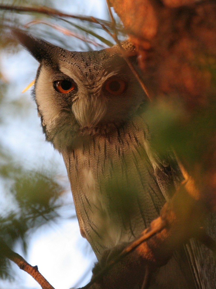 Southern White-faced Owl - ML645577151
