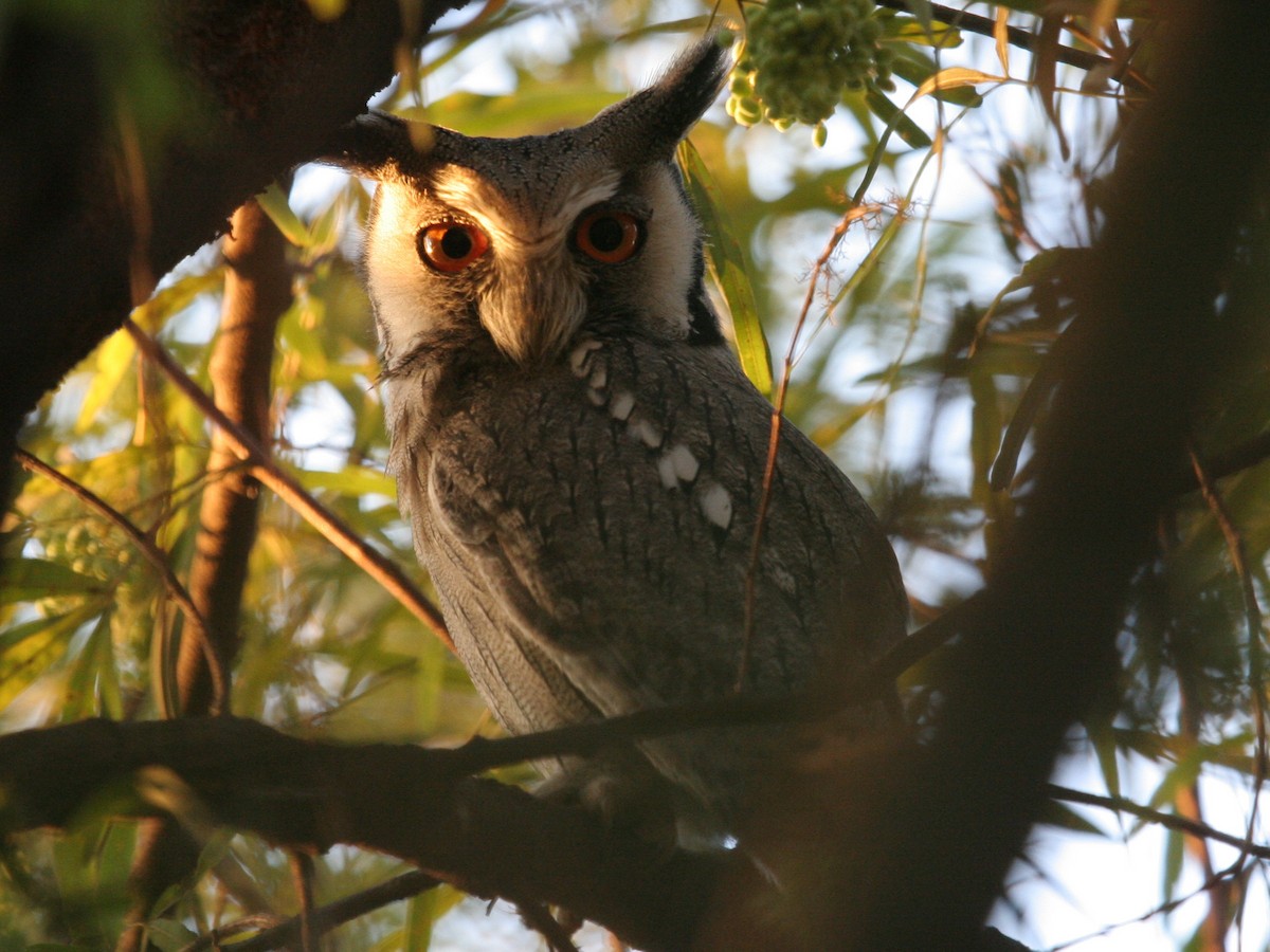 Southern White-faced Owl - ML645577152
