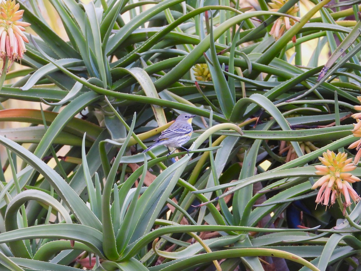 Yellow-rumped Warbler - ML645577154