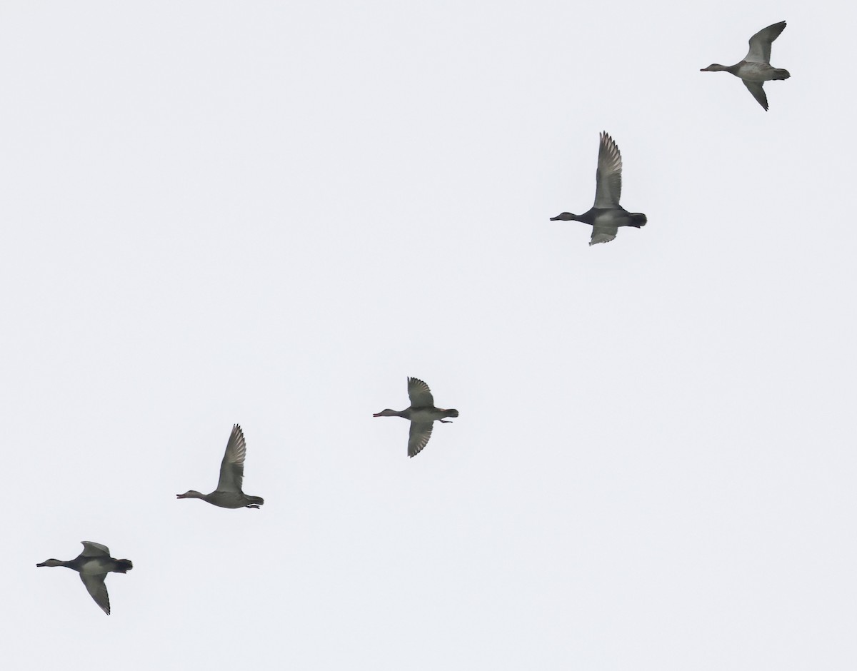 Серая утка - ML645577164