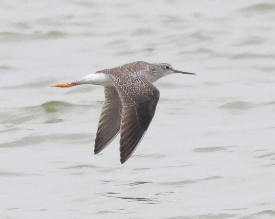 Greater Yellowlegs - ML645577169