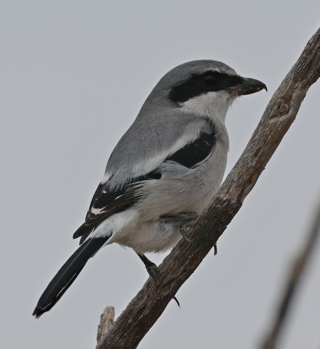 Loggerhead Shrike - ML645577172