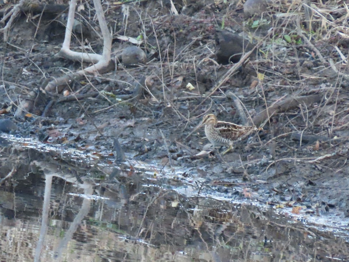 Wilson's Snipe - ML645577178