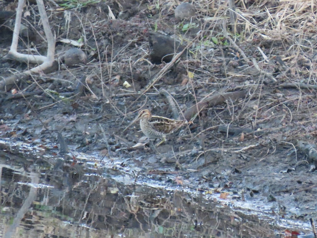 Wilson's Snipe - ML645577180