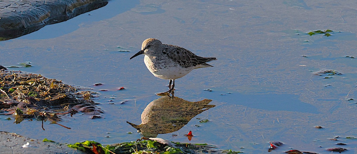 bonapartesnipe - ML645577181