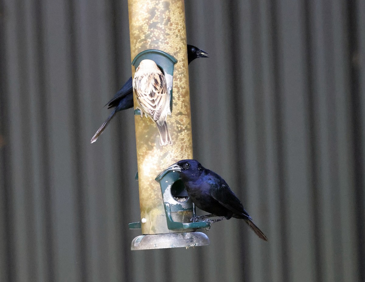 Shiny Cowbird - ML645577217