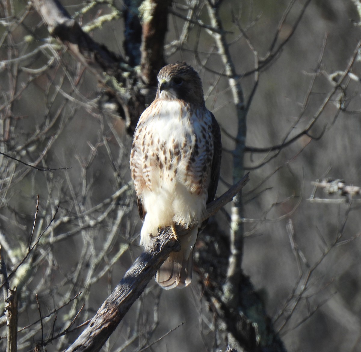 Red-tailed Hawk - ML645577219